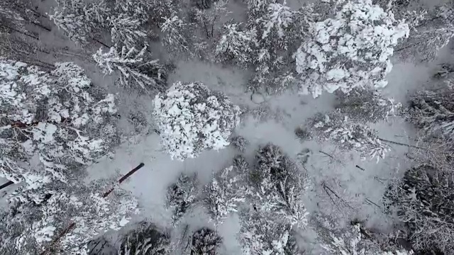 雪地森林的冬季鸟瞰图视频素材