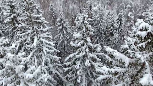 雪地森林的冬季鸟瞰图视频素材