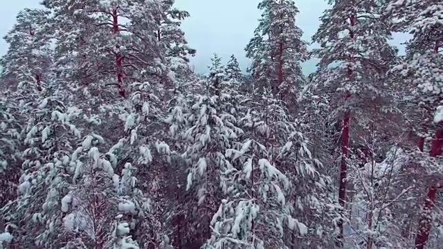 雪地森林的冬季鸟瞰图视频素材