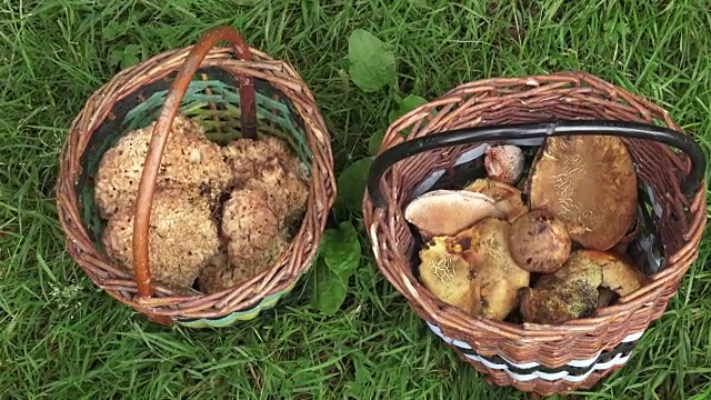 夏天，森林里有两个装满可食用蘑菇的篮子视频素材