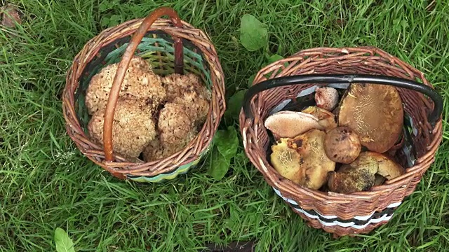 夏天，森林里有两个装满可食用蘑菇的篮子视频素材