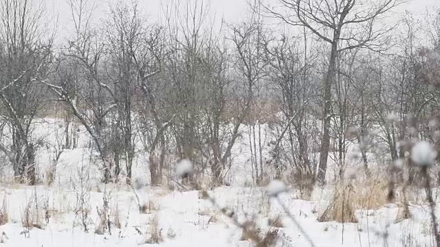 田野上下着大雪，草地干枯。冬季自然背景视频素材