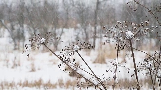 田野上下着大雪，草地干枯。冬季自然背景视频素材