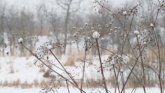 田野上下着大雪，草地干枯。冬季自然背景视频素材