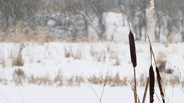 田野上下着大雪，草地干枯。冬季自然背景视频素材