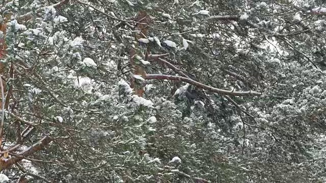 松树林下大雪。冬季自然背景视频素材