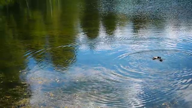 两只鸭子在湖里游泳。视频素材