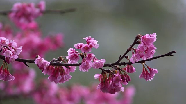 樱花视频素材