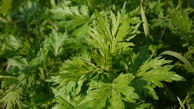 鲜药用植物黄花蒿视频素材