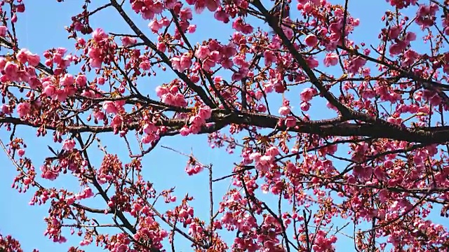 樱花和日本白眼睛视频素材