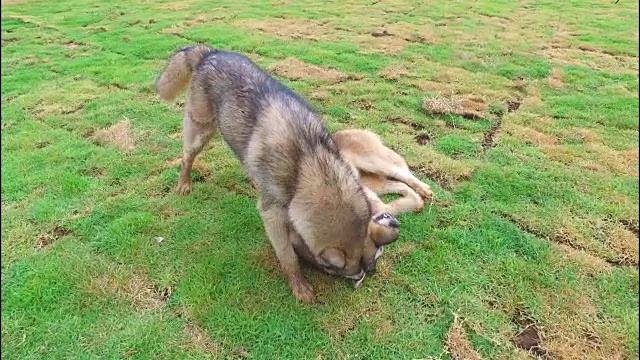 狗在草地上玩耍视频素材