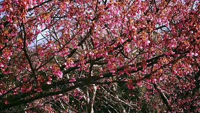 日本樱花随风摇曳视频素材