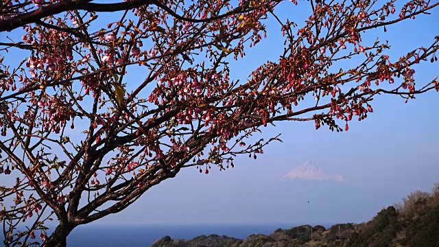 富士山和一棵早熟的樱花树视频素材