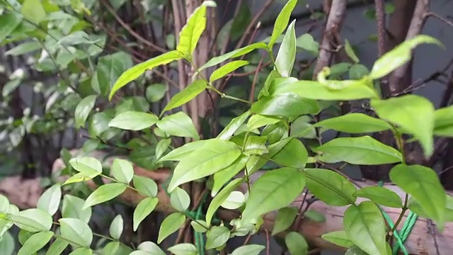 吹着风，树上的绿叶随风摆动。自然背景。视频下载