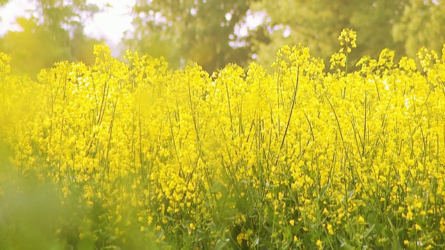 油菜花黄花拉焦点HD视频素材