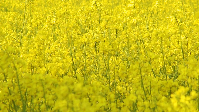 大面积的油菜花在高清视频素材