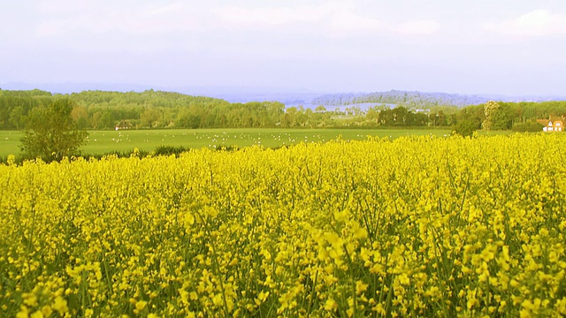 夏季黄色田野拍摄高清视频素材