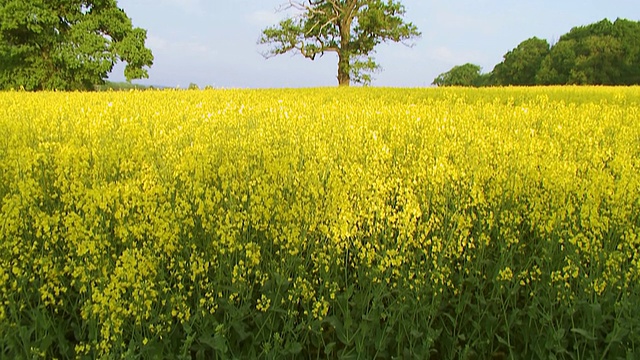 黄花油菜籽田视频素材