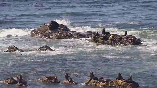 海岸海豹太平洋海狮栖息在岩石俄勒冈海岸视频素材