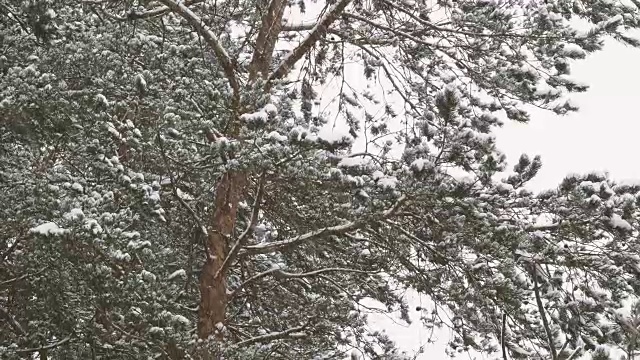 松树林下大雪。冬季自然背景视频素材