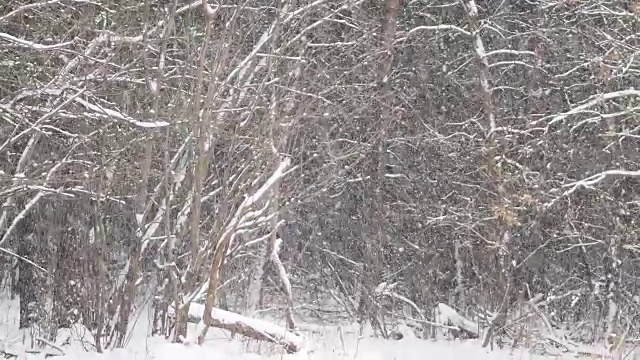 松树林下大雪。冬季自然背景视频素材