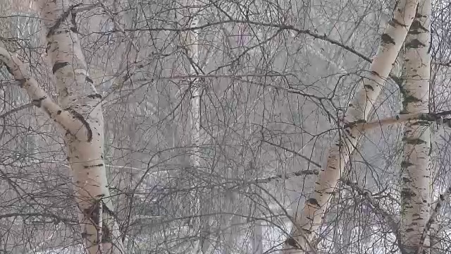 飘落的雪在桦树间视频素材