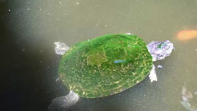 小乌龟在水族馆里游泳视频素材