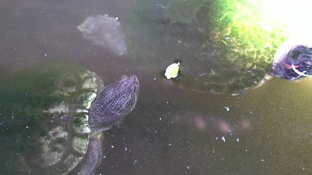 小乌龟在水族馆里游泳视频素材