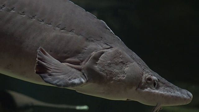 鲟鱼漂浮在水族馆的水下视频素材