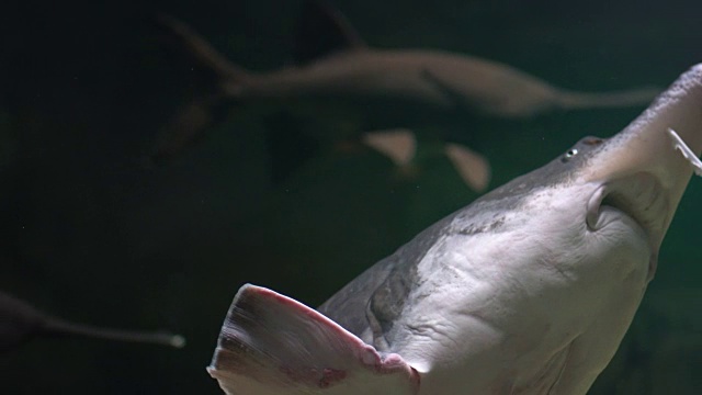 鲟鱼漂浮在水族馆的水下视频素材