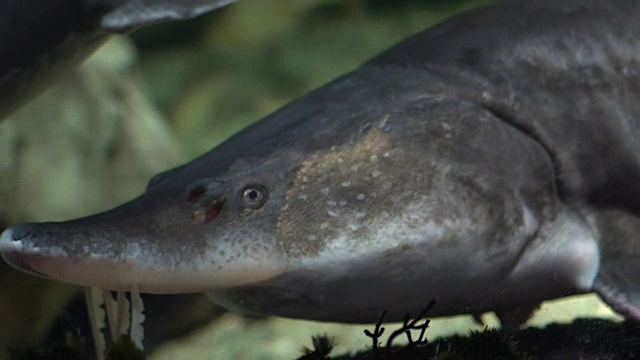 鲟鱼漂浮在水族馆的水下视频素材