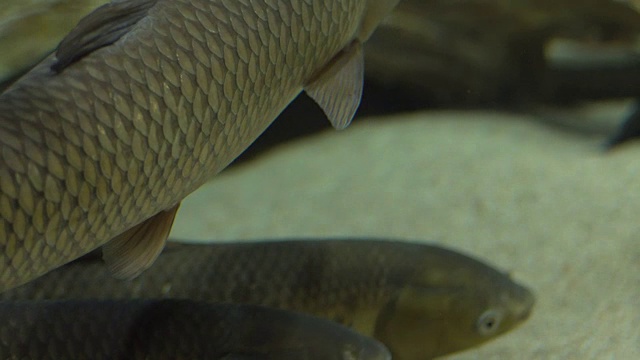 鲤鱼漂浮在水族馆的水下视频素材