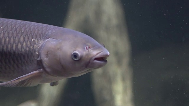 鲤鱼漂浮在水族馆的水下视频素材