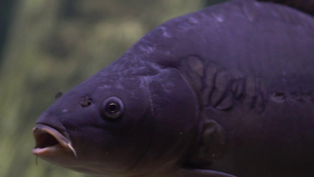 鲤鱼漂浮在水族馆的水下视频素材