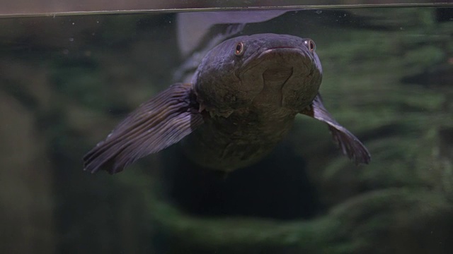 这些蛇头漂浮在水族馆的水下视频素材