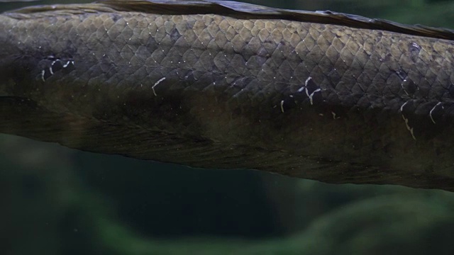 这些蛇头漂浮在水族馆的水下视频素材