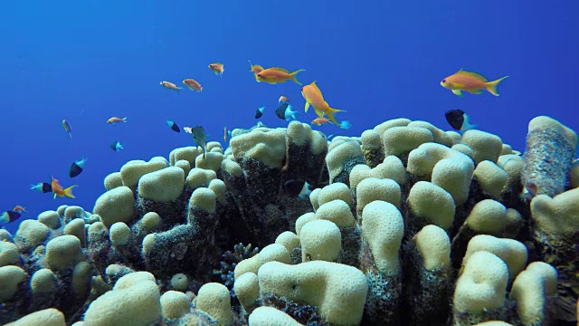 珊瑚礁和美丽的鱼。海洋中的水下生物。视频素材