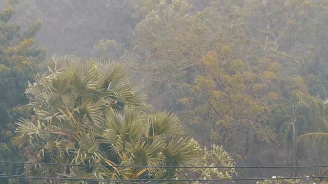 非常强的热带阵雨墙。棕榈树和雨水中的树木视频素材