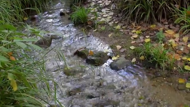 秋季林地溪流视频素材