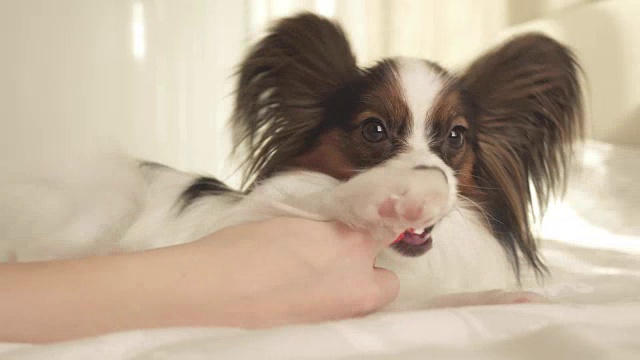 幼犬品种蝴蝶大陆玩具猎犬刷牙齿与牙刷库存录像视频素材