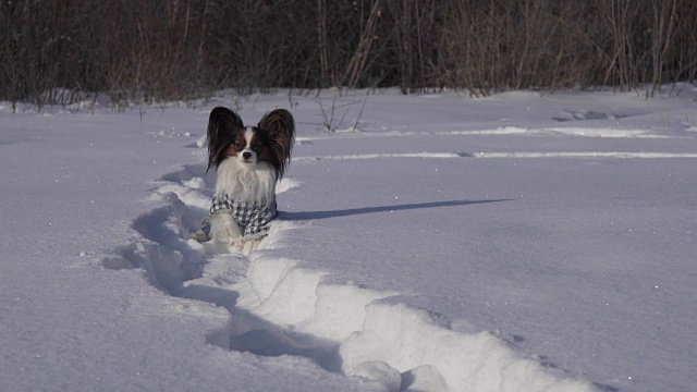 年幼的犬种蝶耳犬在冬季公园的雪堆里结冰的录像视频素材