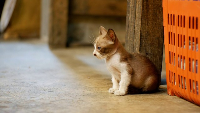 小灰流浪猫坐在夜市街头的地上视频素材