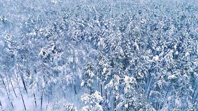 森林里白雪皑皑的树枝。冬天的童话背景视频素材