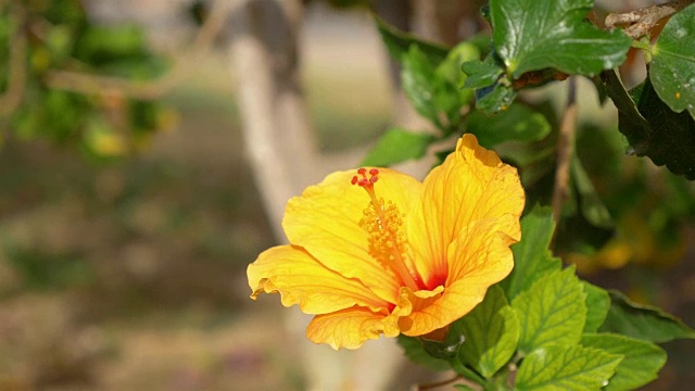 黄色的木槿花盛开在慢镜头4k视频素材