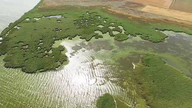 天线:芦苇湖的回水视频素材