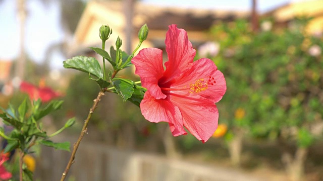 红色木槿花盛开在慢镜头4k视频素材