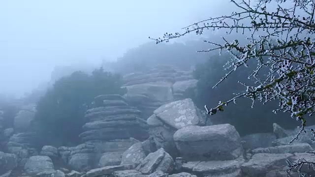 山楂，托卡尔德安特奎拉自然保护区，Málaga，安达卢西亚，西班牙，欧洲视频素材