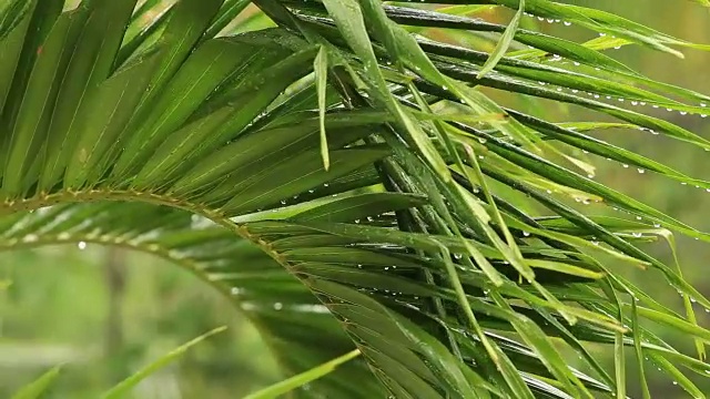 在泰国，热带雨滴落在绿色的大棕榈叶上视频素材