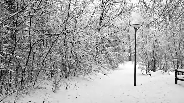 森林小路上的雪和路灯视频素材