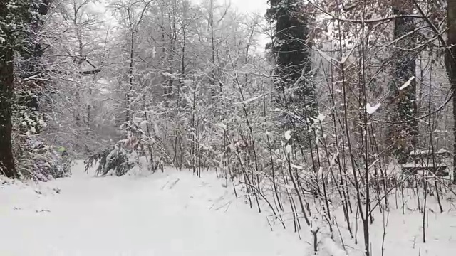 森林小路上的雪视频素材